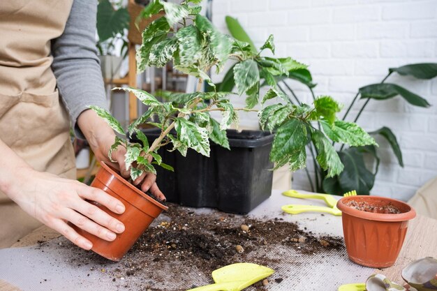 鉢の植物を握っている女性の中間部分