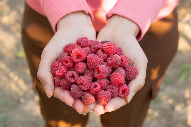 Midsection of woman holding raspberries