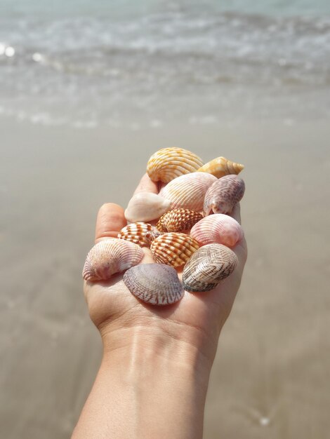 Photo midsection of woman holding seashell at beach
