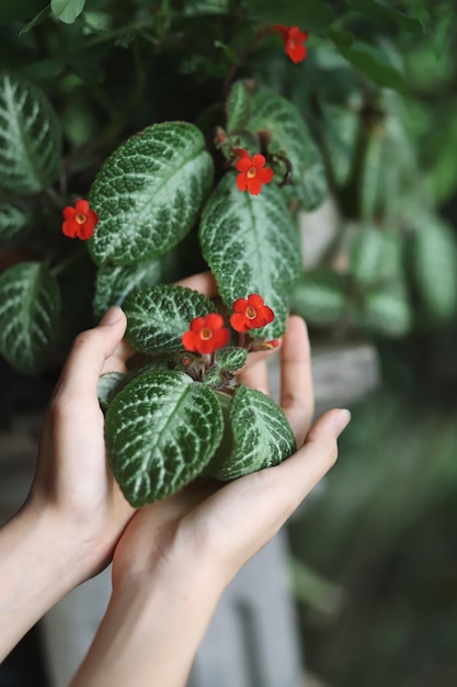 Photo midsection of woman holding strawberry