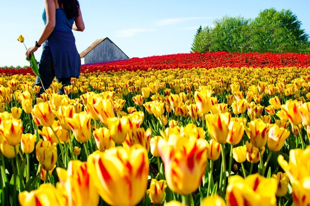 Midsection of woman standing amidst flowering plants on field