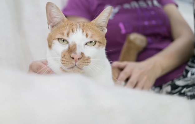 ベッドに猫を抱いた女性のミッドセクション