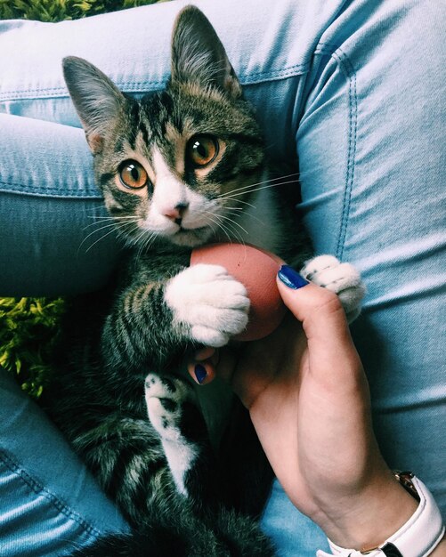 Foto sezione centrale di una donna con un gatto