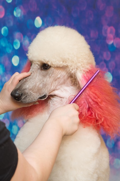 Foto sezione centrale di una donna con un cane