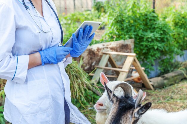 Photo midsection of woman with goat