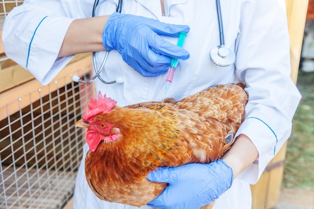 Foto sezione centrale di una donna con un gallo