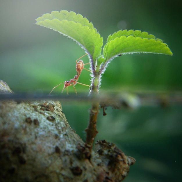 Mier op blad met half onderwatertafereel