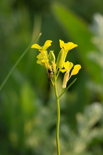 Mier op een gele lentebloem