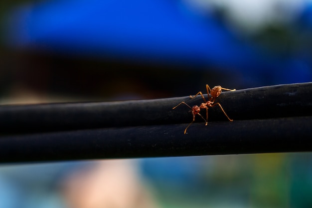 Foto mier op elektrische kabel