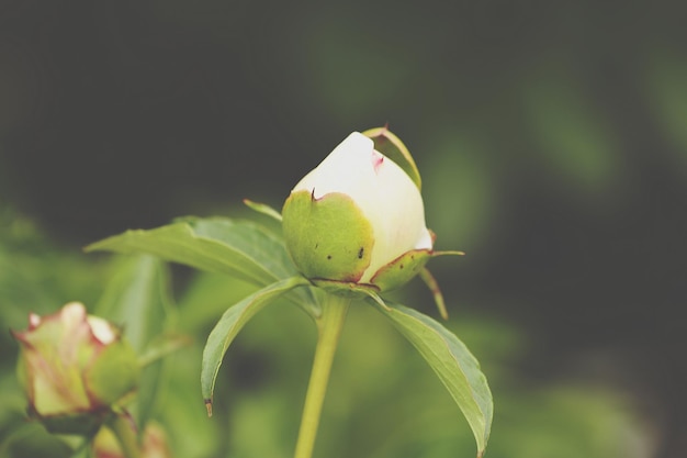 Mier op pioenrozen bloem