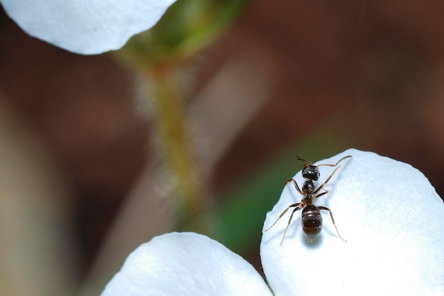 Mier op witte bloei