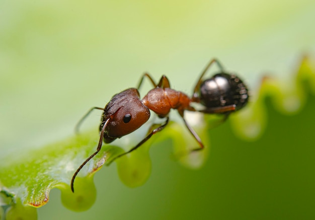 Foto mier pismir