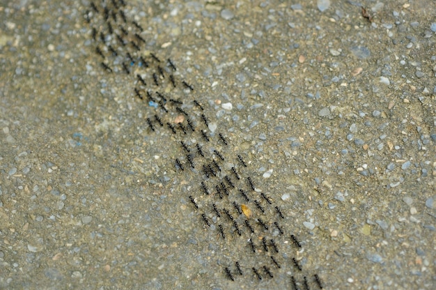 Mieren lopen netjes