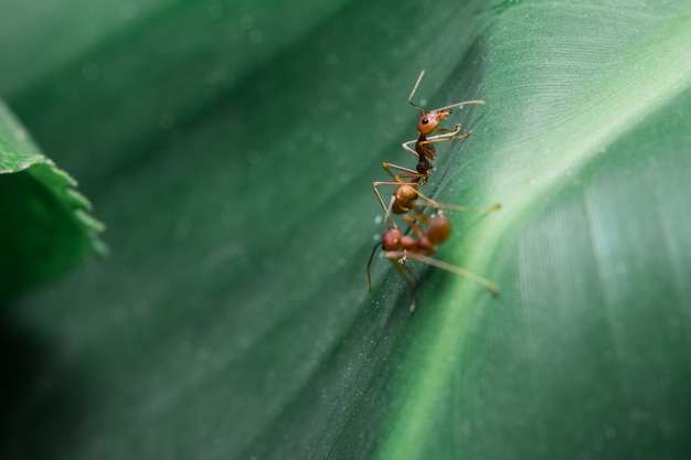 Mieren op het blad