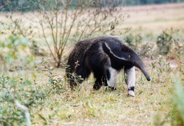 Miereneter op het grasveld