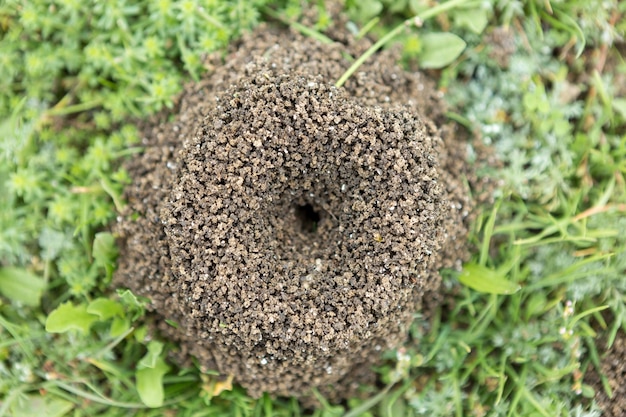 Mierenhoop op een achtergrond van vers groen Details van het wilde leven van mieren