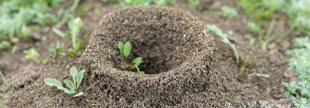 Mierenhoop op een achtergrond van vers groen. details van het wilde leven van mieren.