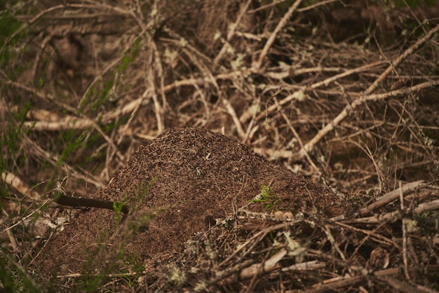 Mierennest in het bos Een grote mierenhoop in het bos Een thuis voor mieren in een natuurlijke omgeving