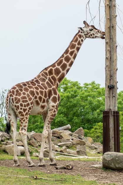 Photo mighty giraffe