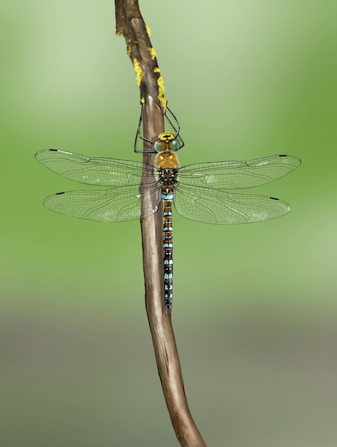 Migrant hawker