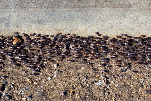 Migratie van een grote groep Kelderbosluisinsecten Voordelen en nadelen van het insectenleven