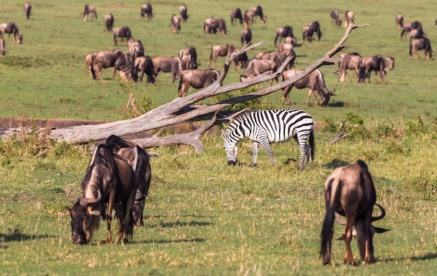 Migration of animals in savanna of Kenya Africa