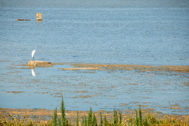 Migratory biirds in the vendicari nature reserve wildlife oasis located between noto and marzamemi sicily italy