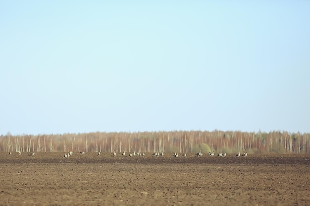 migratory birds flock of geese in the field, landscape seasonal migration of birds, hunting