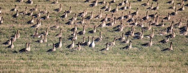 перелетные гуси слетаются весной в поле