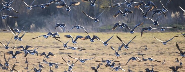 migratory geese flock in the spring in the field