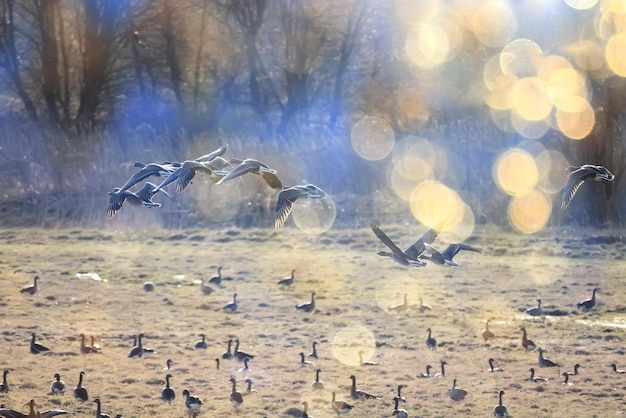 migratory geese flock in the spring in the field