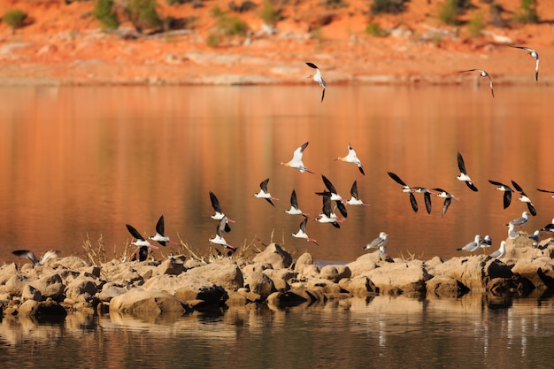 Migrerende Avocets in Gunlock State Park Utah