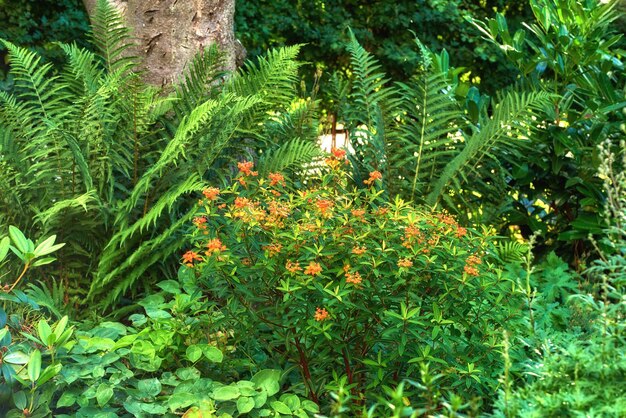 Mijn tuin Een tuin van Vlinderonkruid met lange Varen eromheen Een tuin met tropische planten en bomen Uitzicht op het mooie gezellige park met oranje kroontjesbloemen en groene bladeren