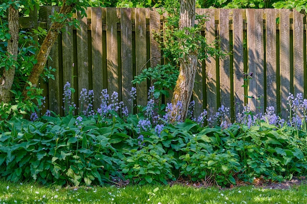 Mijn tuin Mooie paarse bloemen groeien in een groene tuin in de lente met een houten poort achtergrond Details van blauwe bloemen natuur rustige weelderige weide in een zen rustige achtertuin in de zomer