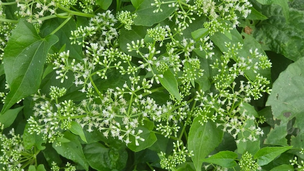 写真 ミカニア・コルダタが道路沿いにいていますこの植物には白紫の花があり強い香りがあります