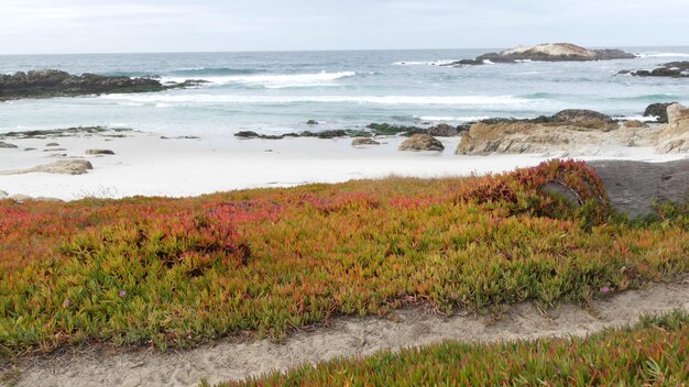 マイルドライブモントレーカリフォルニアロッキーゴツゴツした海の海岸の波多肉植物