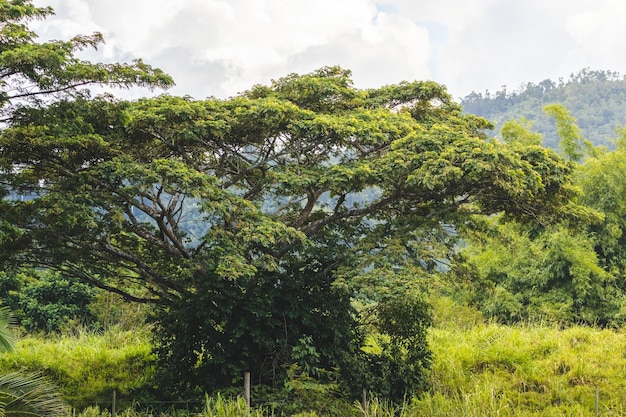 Milicia excelsa landscape isolated large tree on cloudy day with sun light from puerto rico