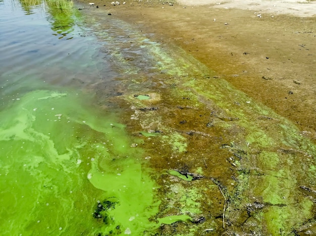 Milieuproblemen vervuild water Groen water op het strand algenbloei verstoringen in het ecosysteem milieuvervuiling groene algen en mussor in het water
