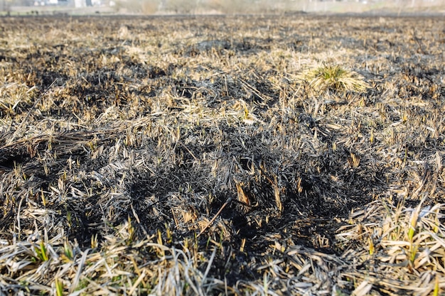 Milieuvervuiling droog en verbrand gras ecologische ramp