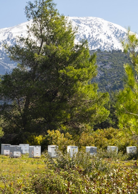 Milieuvriendelijke bijenstal in een dennenbos op het eiland Evia in Griekenland