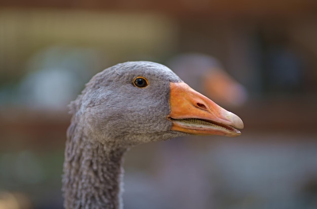 Milieuvriendelijke boerderij voor het kweken van pluimvee Ganzenportret Gedomesticeerde gans Ganzenboerderij De ganzen genieten van hun ochtendwandeling in de boerderij Gedomesticeerde gans Ganzenboerderij