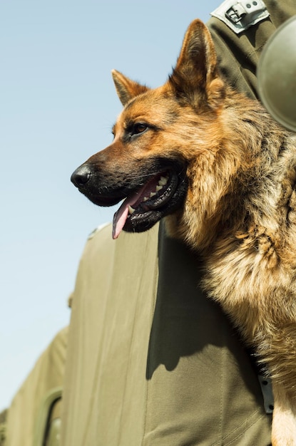 写真 グリーン車に乗った軍用犬ジャーマン・シェパード