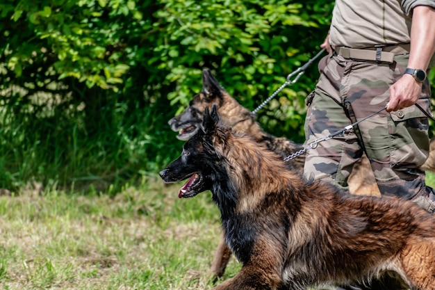 軍用犬と軍用犬トレーナー犬チーム