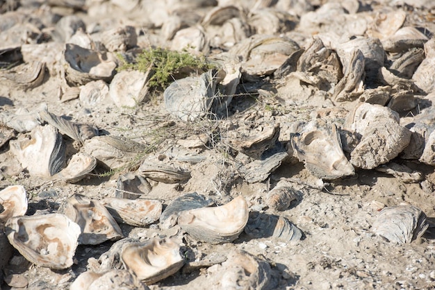 Miljard jaar oude schelpen op het strand