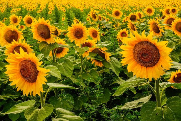 Foto miljoenen heldere zonnebloemen op een veld in de natuur.