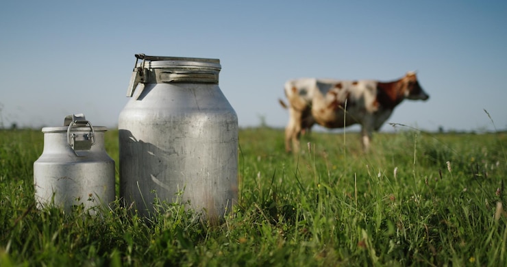 Photo milk bidons stand on pasture a cow grazes in the background in the meadow