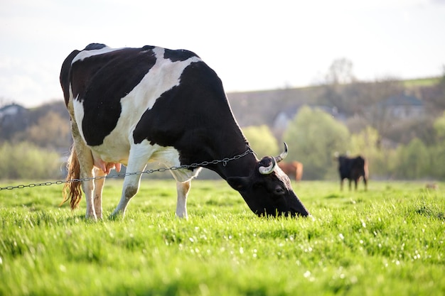 Milk cow grazing on green farm pasture on summer day Feeding of cattle on farmland grassland