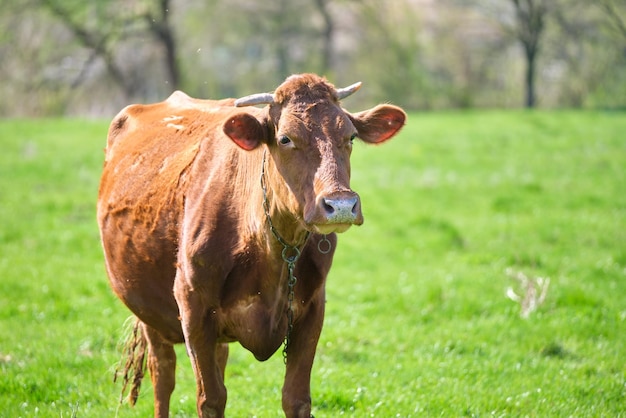 Milk cow grazing on green farm pasture on summer day Feeding of cattle on farmland grassland