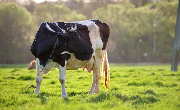 Milk cow grazing on green farm pasture on summer day Feeding of cattle on farmland grassland