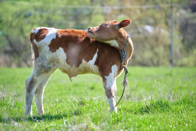 夏の緑の牧草地で放牧中にハエにうんざりしている乳牛寄生虫は農地の草地の牛に不快感を与える